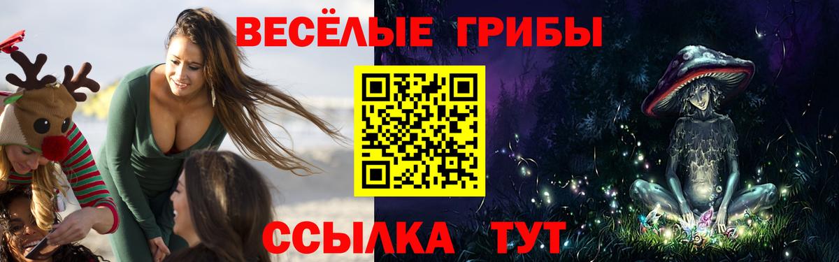 Псилоцибиновые грибы Psilocybe Новочеркасск